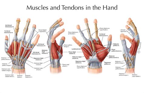 The term muscle is omitted from muscle names (except when a muscle is an origin or insertion), and the term bone is omitted from bone names. DIG1111 Digital Character Design DIG-1111-Professor Cesar ...