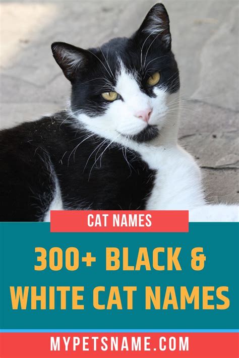 Pin On Cat Names