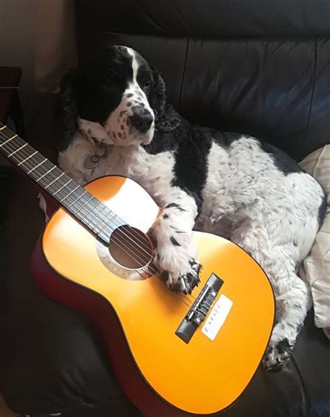 My Dog Playing The Guitar Aka Kk Slider Happy Dogs Cute Dogs Dog Lovers