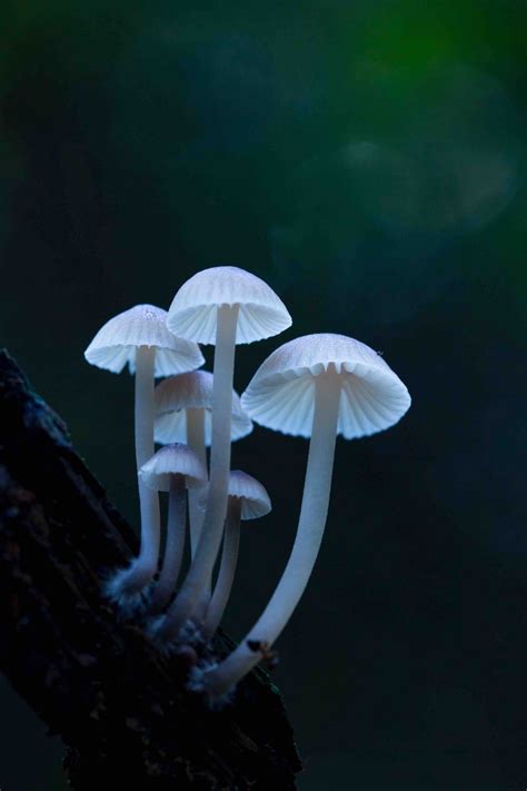 21 Fungi Facts That Fascinate People Bite Sized Gardening