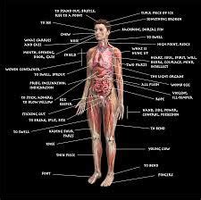 Female Body Systems