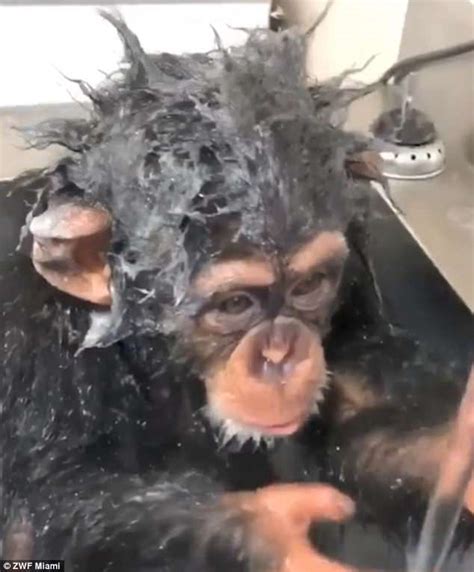 Chimp Goes Bananas For Shower As It Scrubs Itself Down In Miami Daily