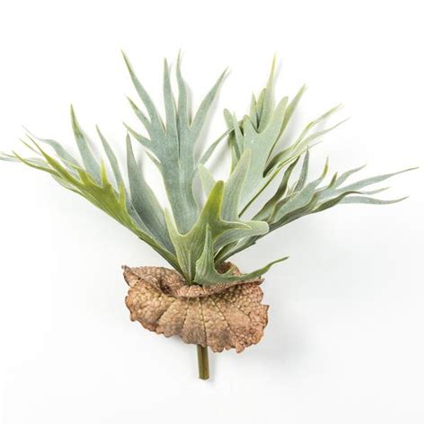 We would like to show you a description here but the site won't allow us. Staghorn Fern Stem - Magnolia | Chip & Joanna Gaines