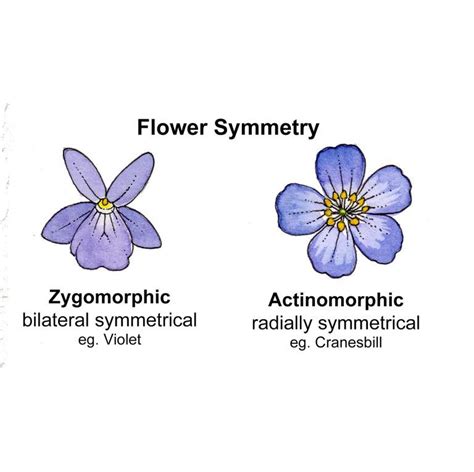 The Pelargonium Flower Has A Single Symmetry Plane Zygomorphic Which