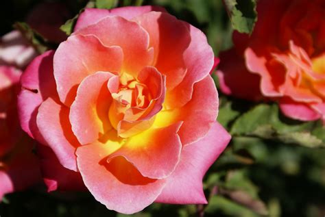 Yellow flowers stock photos and images. Rose - Yellow Center with Orange and Pink Petals