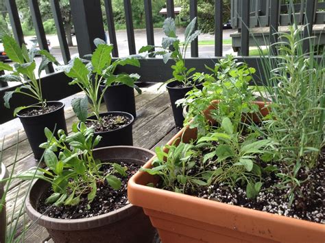 Starting A Balcony Herb Garden Richly Rooted
