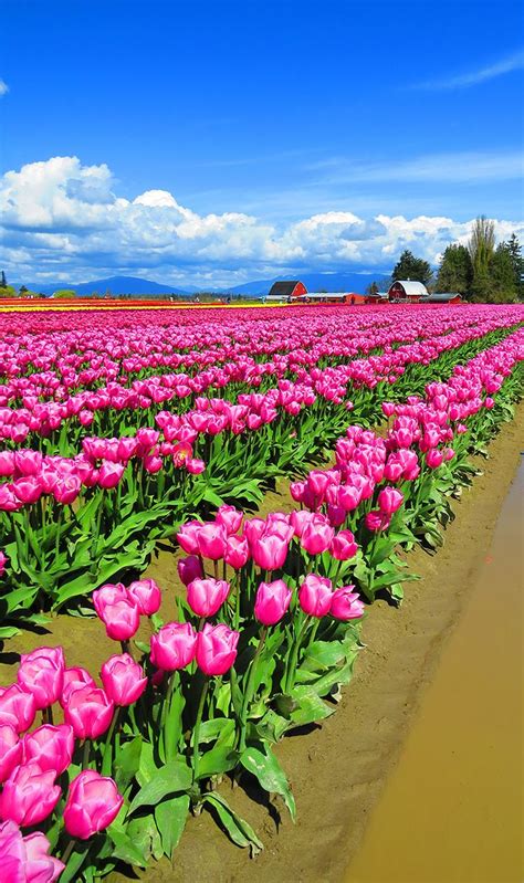 Tulips Galore At Skagit Valley Tulip Festival In Washington Beautiful