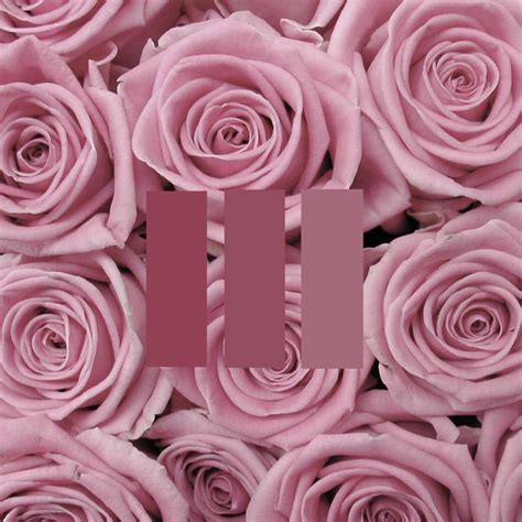 Multiple sizes available for all screen. pink rose aesthetic freetoedit - Image by