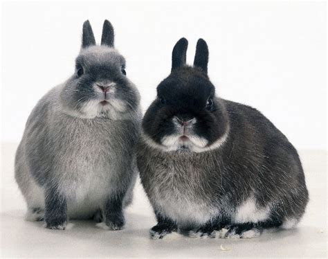 Rabbit Care Guide Netherland Dwarf