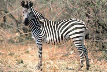 There are three extant species: Zebra Facts