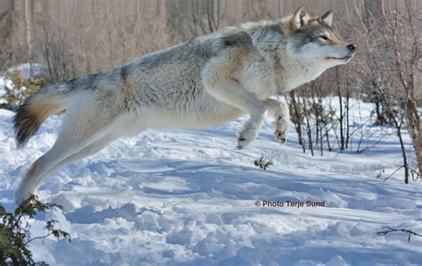 The Wolfs Mighty Leap Wolf Dog Siberian Husky Dog