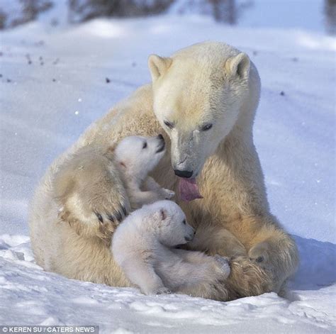 Adorable Polar Bear Cubs Playing In The Snow With Mom