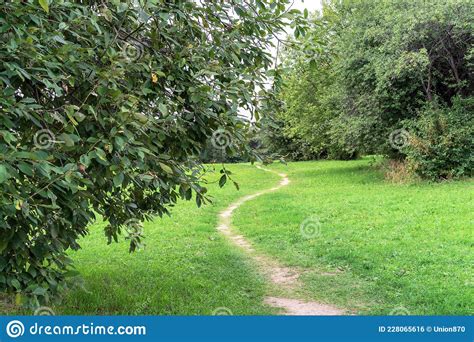 Footpath In A Picturesque Summer Forest Stock Photo Image Of