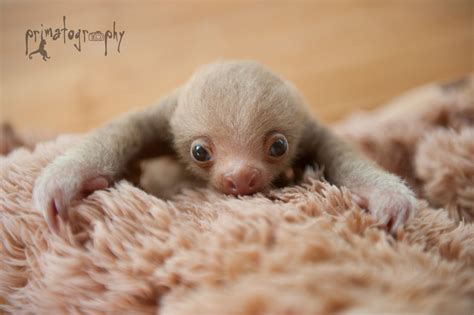 Primatography Sloth Love Yet Another Baby Two Toed Sloth Came To