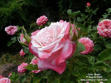 Color Magic Hybrid Tea Roses Rose Rose Pictures