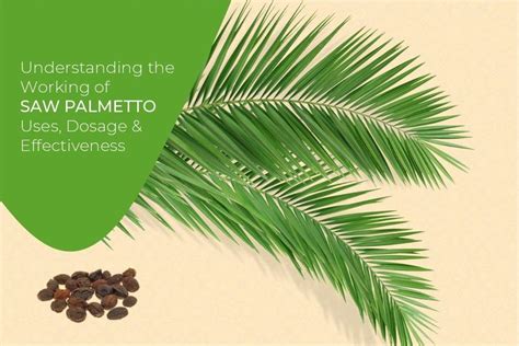 Benefits Of Saw Palmetto Overview Medicinal Uses And Dosage