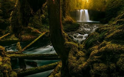Oregon Moss Trees Ferns Nature Waterfall Forest River Landscape