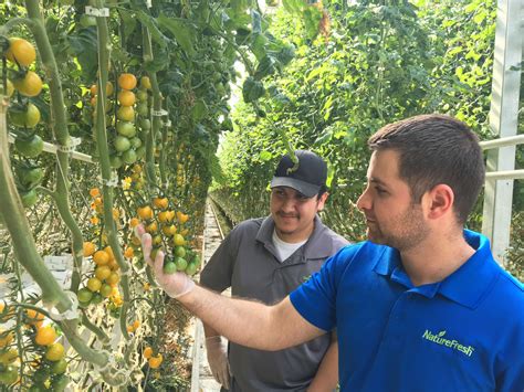 The Development Of A Greenhouse Grown Tomato Naturefresh