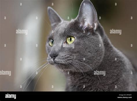 Portrait Of Young Korat Cat Looking Intently Stock Photo Alamy
