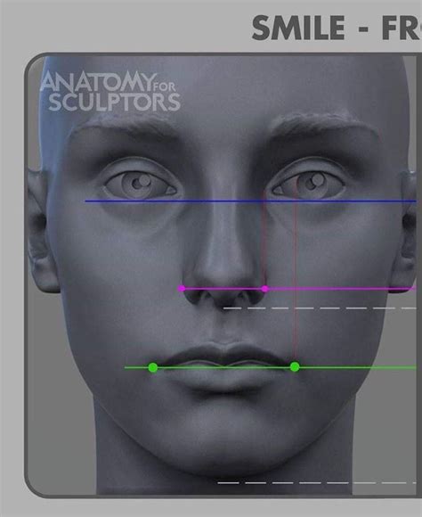 Anatomy For Sculptors On Instagram Smile Form Front View