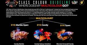 Class Color Betta Fish Guideline Multi Color For Comp Nice Betta
