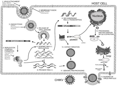 Viruses Special Issue Advances In Alphavirus Research