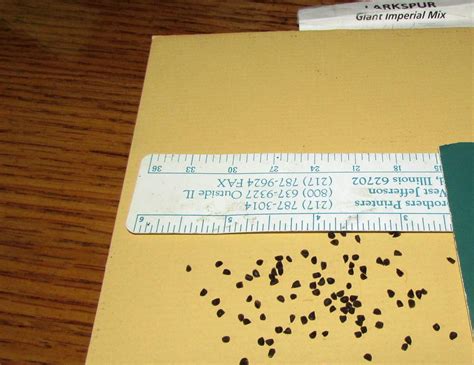Photo Of The Seeds Of Rocket Larkspur Consolida Ajacis Giant Imperial