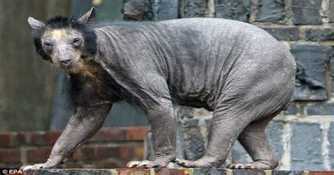 This Is What A Shaved Black Bear Looks Like Wtf