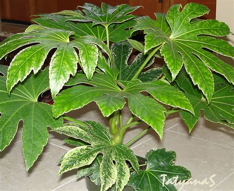 Display this plant in bright light but protect from the hot sun. MySecretGarden: Aralia blooming