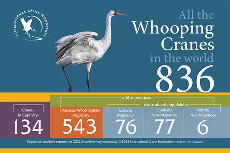 Whooping Crane International Crane Foundation