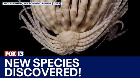 New Species Discovered In Southern Ocean Youtube