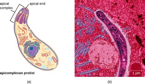 Unicellular Eukaryotic Parasites Microbiology