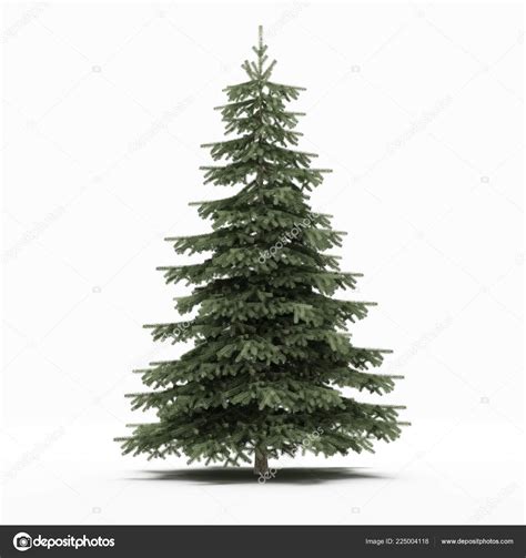 Pine Tree White Background ⬇ Stock Photo Image By © Foxpictures 225004118