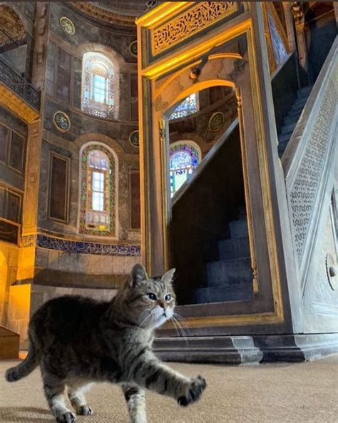 Theres A Cat Permanently Living In The Hagia Sophia In Istanbul