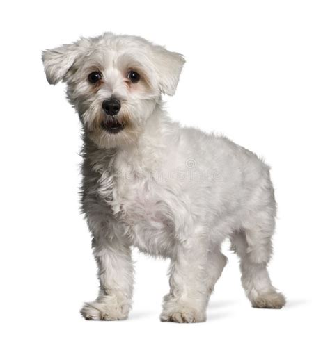 Side View Of Maltese Dog Standing Stock Photo Image Of Animal