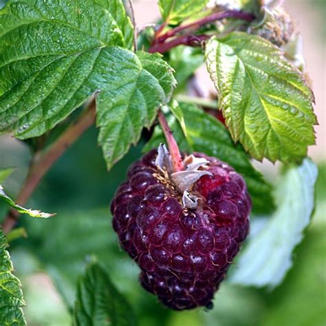 Brandywine Purple Raspberry Plant For Sale 6 12 Bareroot