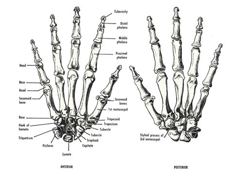 Pin On Human Hand Bone