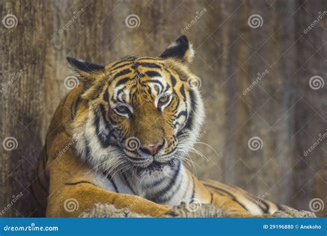 Portrait Of A Royal Bengal Tiger Stock Photo Image Of Eyes Danger