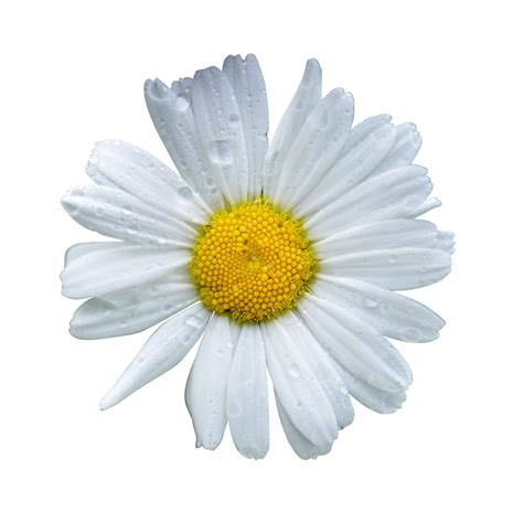 Transparent Background Daisy Png Png Image Collection Vrogue Co