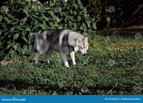 Siberian Husky Dog Running In Summer Stock Photo Image Of Cheerful