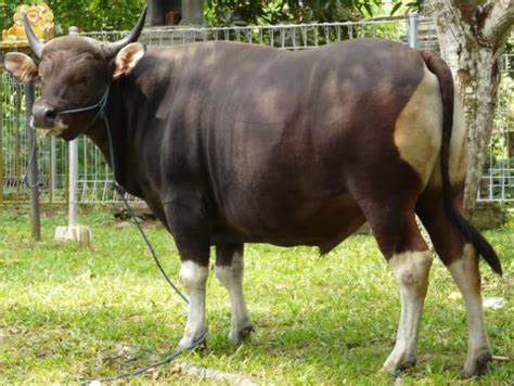 Jenis sapi ternak — di indonesia yang terkenal dengan kekayaan sumber daya alamnya, cocok gambar sapi brahman | sumber : Rumah Ternak: Ternak Sapi Potong Tropis