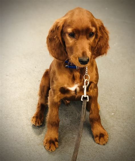 Trained Irish Setter Puppy Mans Best Friend