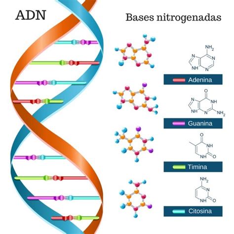 ADN qué es definición y estructura Toda Materia