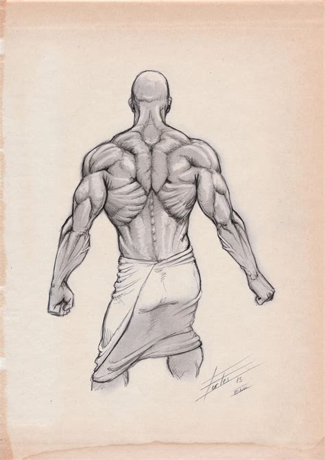 Back Muscle Study By Kwentaro On Deviantart