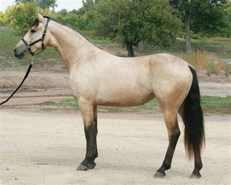 See more ideas about horses, buckskin horse, beautiful horses. 2009 Inspection-Stillwater Minnesota | Buckskin horse ...