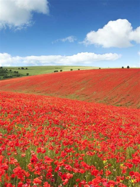 Remembrance Day Poppies Bing Wallpaper Download