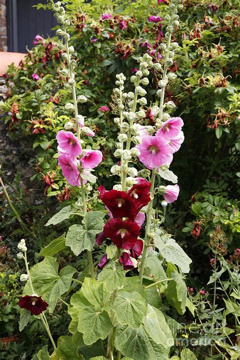 Hollyhock has been valued for its medicinal properties for hundreds of years. Hollyhock (alcea Rosea) Photograph by Dr Keith Wheeler ...