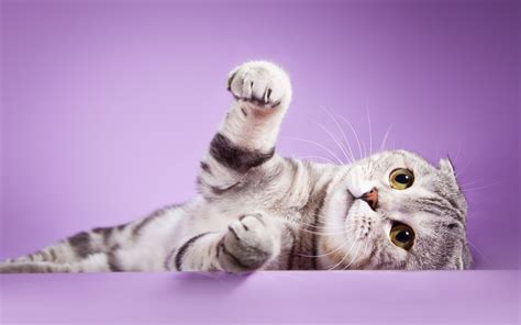 Scottish Fold Wallpapers Wallpaper Cave