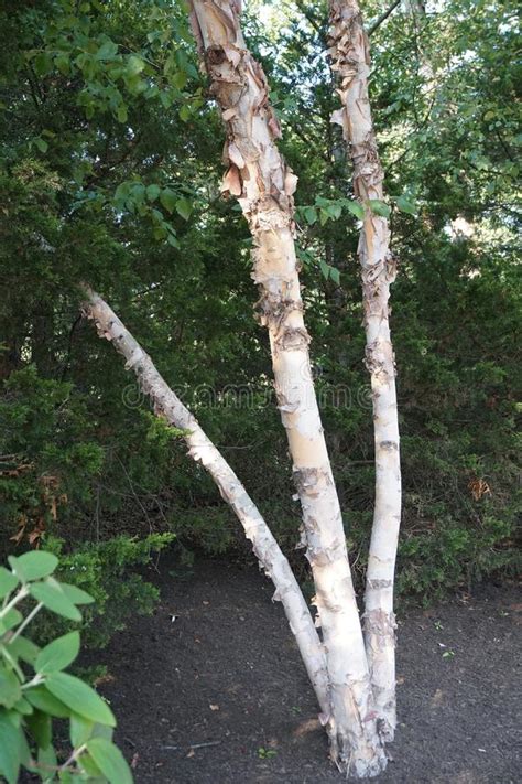 White Birch Trees In The Garden Stock Image Image Of Garden Trees