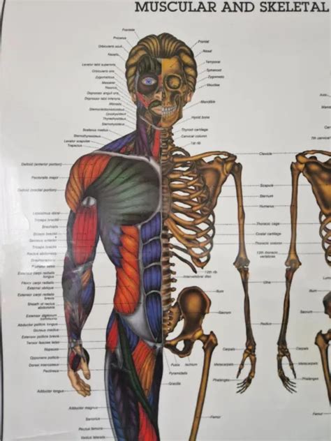 Vintage Human Male Anatomy Body Wall Chart Poster Medical Chart Bruce